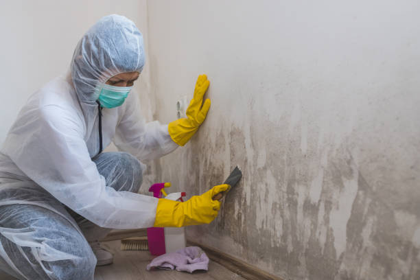 Best Biohazard Mold Removal  in Eastpointe, MI
