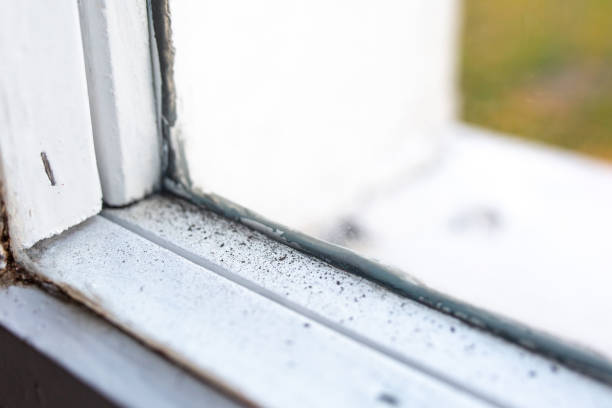 Best Asbestos and Lead Testing During Mold Inspection  in Eastpointe, MI