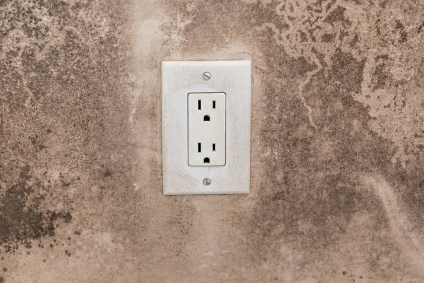 Best Post-Construction Mold Inspection  in Eastpointe, MI