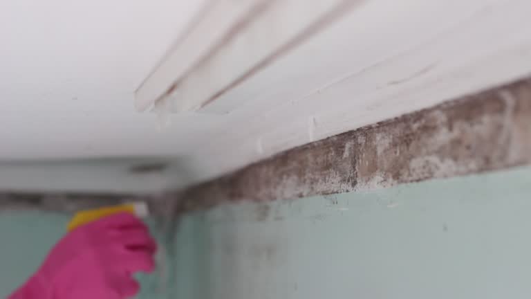 Best Mold Remediation for Rental Properties  in Eastpointe, MI