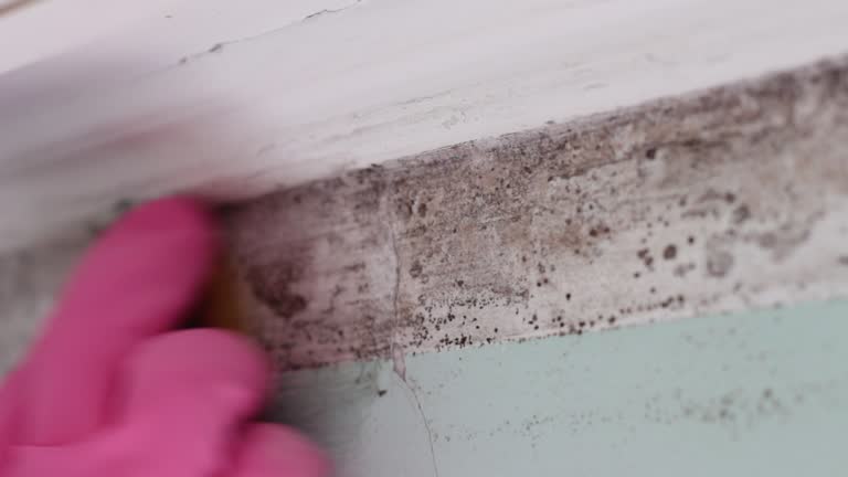 Best Mold Prevention Services  in Eastpointe, MI